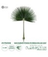 GloboStar® Artificial Garden WASHINGTONIA FILIFERA PALM LEAF 20170 Τεχνητό Διακοσμητικό Φύλο Φοινικόδεντρου Βεντάλια Π135 x Υ180cm